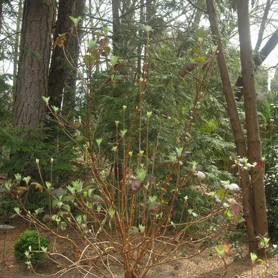 Oak Leaf Hydrangea - (1) first leaf