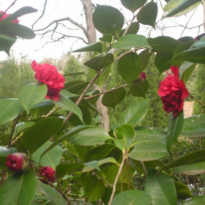 Red Camellia Buds and Blooms
